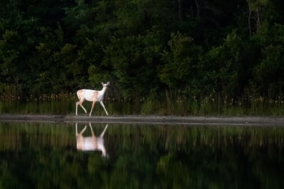 白色和棕色的鹿在森林旁的水体附近行走